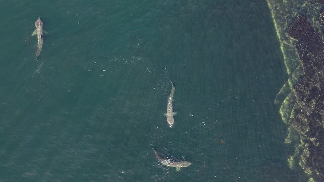 Aerial view of basking sharks in Donegal Bay - Ireland