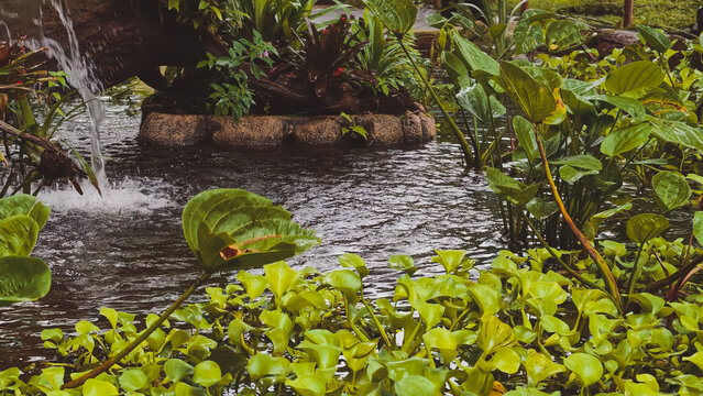 Lush garden pond with green aquatic plants and a small water fountain splashing in the background