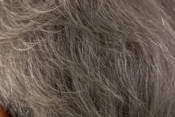 Naklejka premium Close-up of gray hair roots on a person's scalp. Detailed view of silver and white strands growing from the head, illustrating aging, genetics, hair care, and coloring treatment needs
