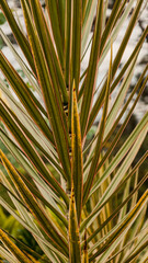 Obraz premium Close-up of variegated Dracaena marginata leaves with pink and yellow stripes