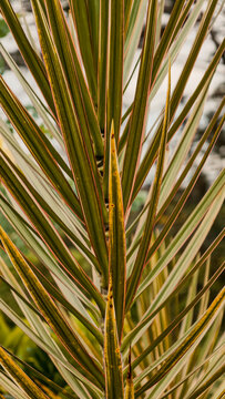 Close-up of variegated Dracaena marginata leaves with pink and yellow stripes