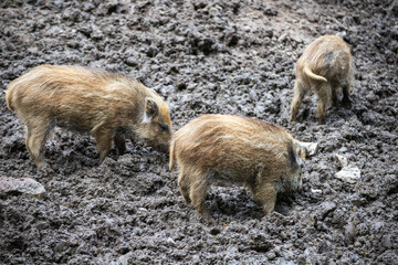 Three wild boar piglets are searching for food in the mud © Anja