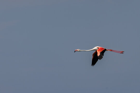Greater flamingo (Phoenicopterus roseus) flying over a lagoon in the Camargue, France.
