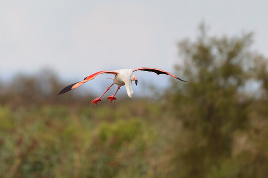 Greater flamingo (Phoenicopterus roseus) flying over a lagoon in the Camargue, France.