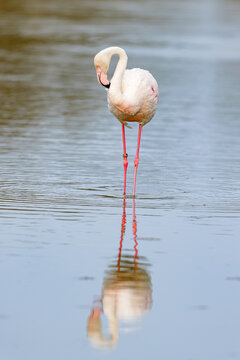 Greater flamingo (Phoenicopterus roseus) standing in the shallow water of a lagoon in the Camargue, France.