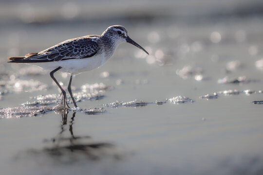 Curlew sandpiper (Calidris ferruginea) searching for food in a lagoon in the Camargue, France.