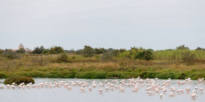 Greater flamingos (Phoenicopterus roseus) standing in a lagoon in the Camargue, France.
