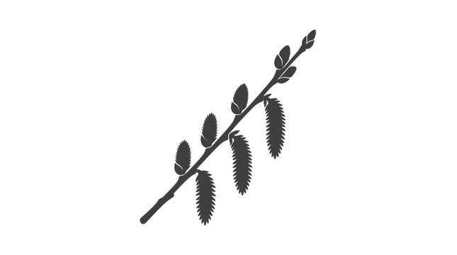 Pussy Willow Branch Silhouette Vector
