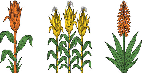Obraz premium Vintage hand drawn corn stalks and orange flower vector set with woodcut sketch elements