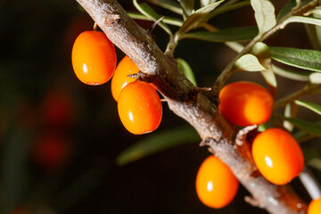 Obraz premium Close-up of sea buckthorn berries on a branch with green leaves