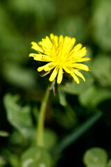 Obraz premium Single dandelion flower with vibrant yellow petals, surrounded by green foliage