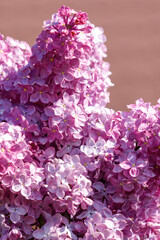 Fototapeta premium Close-up of lilac flowers in nature