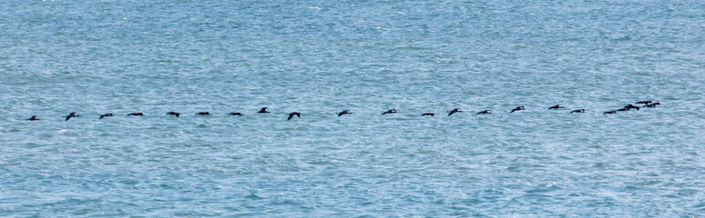 Naklejka premium Black waterfowl in flight above gentle ocean waves, single file formation