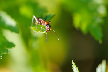 Obraz premium Ant crawls on green leaf