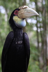 Obraz premium Female Rhinoceros Hornbill Portrait in Tropical Forest (Julang Emas)
