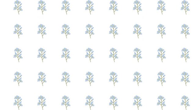 Seamless Pastel Wildflower Pattern Loop Animation on White Background