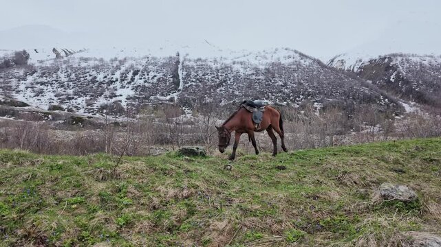 Saddled brown horse grazing on a green pasture with a snowy mountain landscape in Svaneti, Georgia, travel and equestrian tourism