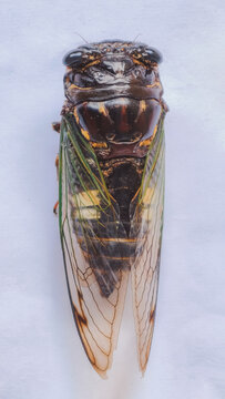 Close-up macro photography of a detailed cicada insect showcasing intricate translucent wings and a textured dark brown exoskeleton
