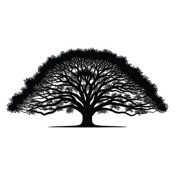 Detailed old oak banyan tree silhouette with wide branches and roots