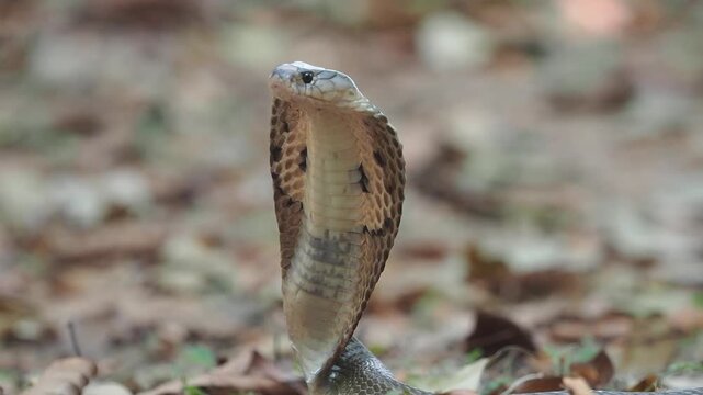 Cobra deadly serpent living on a dry leaf in the forestin nature