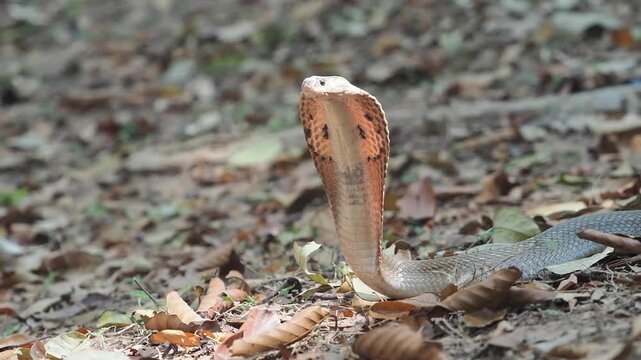 Cobra deadly serpent living on a dry leaf in the forestin nature