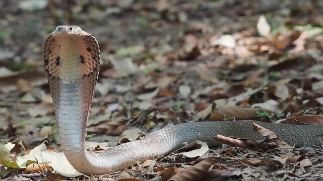 Cobra deadly serpent living on a dry leaf in the forestin nature