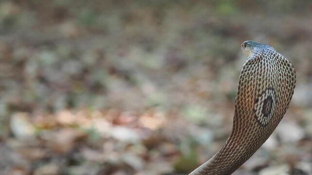 Cobra deadly serpent living on a dry leaf in the forestin nature