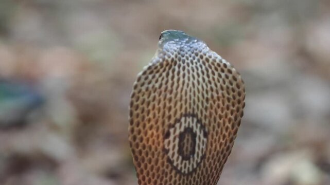 Cobra deadly serpent living on a dry leaf in the forestin nature