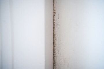 Water damage causing mold to grow on plaster