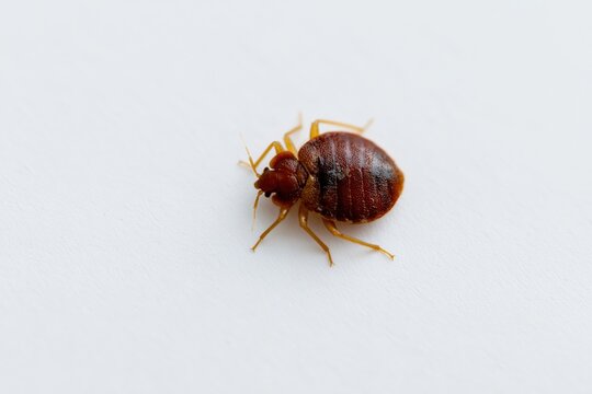 The Bedbug Closeup: A Tiny Brown Oval Insect on White Background