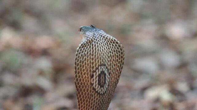 Cobra deadly serpent living on a dry leaf in the forestin nature
