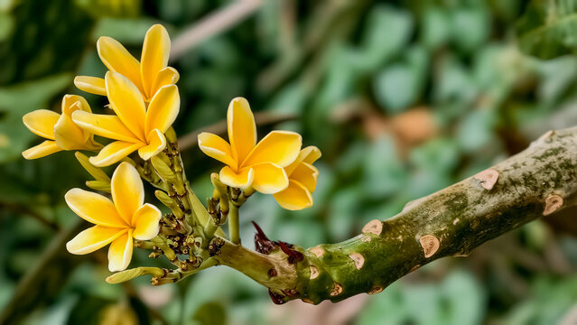 Vibrant yellow plumeria frangipani blossoms blooming on a tree branch in a lush tropical garden environment
