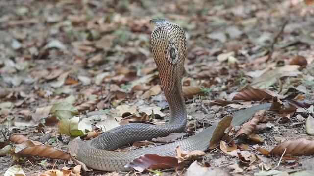 Cobra deadly serpent living on a dry leaf in the forestin nature