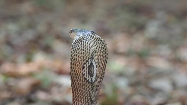 Cobra deadly serpent living on a dry leaf in the forestin nature