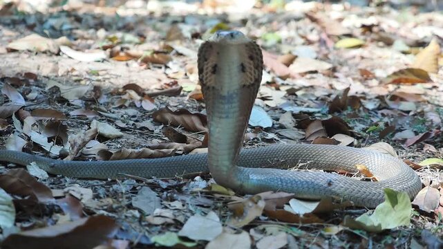 Cobra deadly serpent living on a dry leaf in the forestin nature