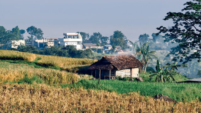 Serene rural panorama showcasing a quaint thatched hut amidst golden and green farmlands, contrasted with distant contemporary homes
