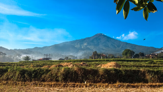 Beautiful landscape of terraced green rice fields in front of a majestic mountain under a clear blue sky