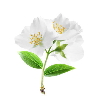  Jasmine flower on white background