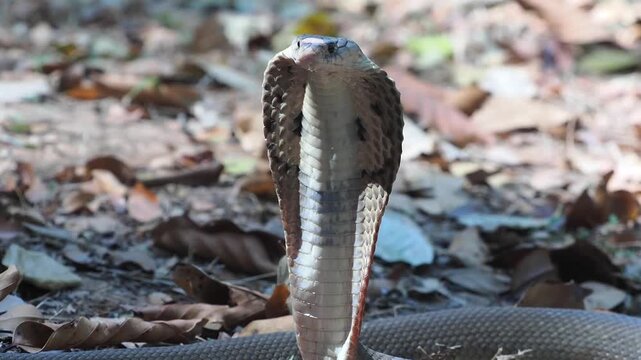 Cobra deadly serpent living on a dry leaf in the forestin nature