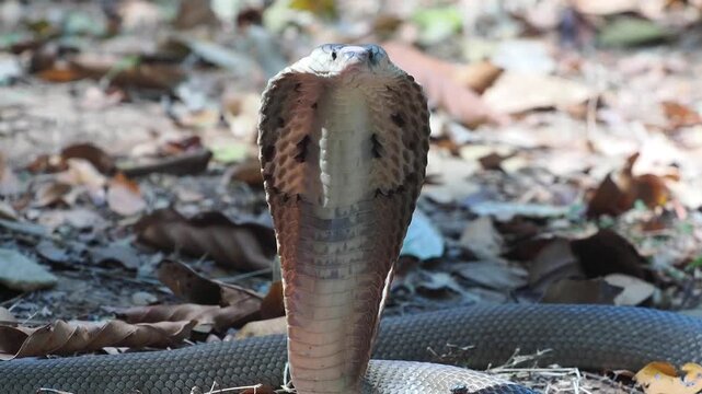 Cobra deadly serpent living on a dry leaf in the forestin nature