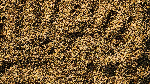 A close-up detail view of a large pile of rice grains showing their natural texture and color from an overhead perspective.