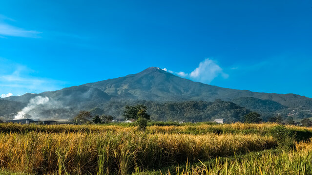 The majestic peak of Mount Welirang overlooks golden rice paddies under a clear blue sky.