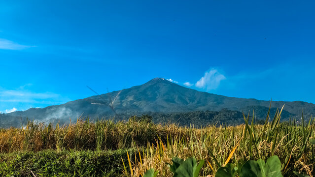 The Majestic Peak of Mount Welirang Soars Above Golden Rice Fields Under a Clear Blue Sky in a Peaceful Rural Landscape.
