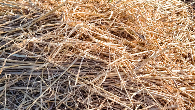 Texture of Golden Dried Straw Used for Agriculture Farming and Natural Farm Mulch Background