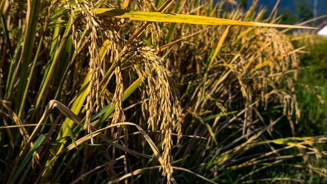 Golden ripe rice ears hanging on stalks in agricultural field during harvest season