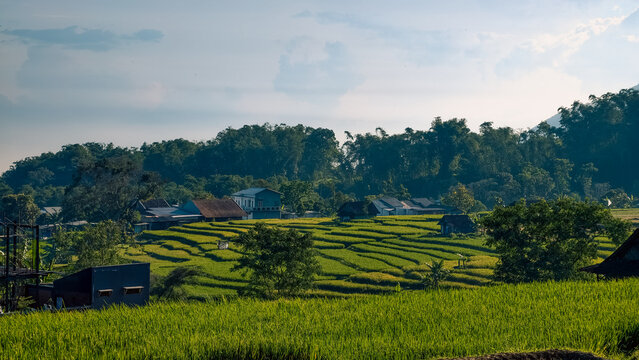 Lush Terraced Rice Fields Under Soft Morning Light in a Traditional Rural Southeast Asian Agricultural Landscape