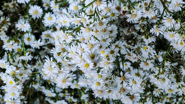 High Angle View of Beautiful Clusters of Delicate White Pikok Flowers Blooming in a Lush Garden During Spring