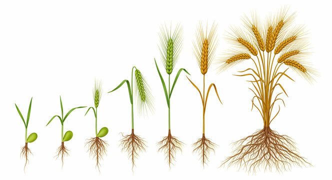 Growth stages of wheat plant from seed to maturity. Detailed illustration shows root system and grain development. Agriculture education concept for farming infographics and harvest marketing.