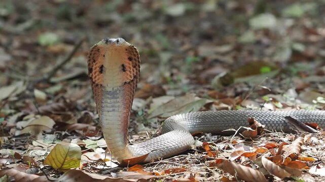 Cobra deadly serpent living on a dry leaf in the forestin nature