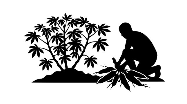 Silhouette of a farmer harvesting cassava roots next to a cassava plant